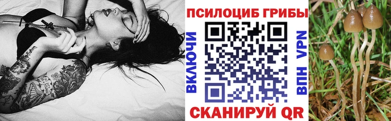 Галлюциногенные грибы Psilocybine cubensis  KRAKEN как войти  Палласовка  цены наркотик 
